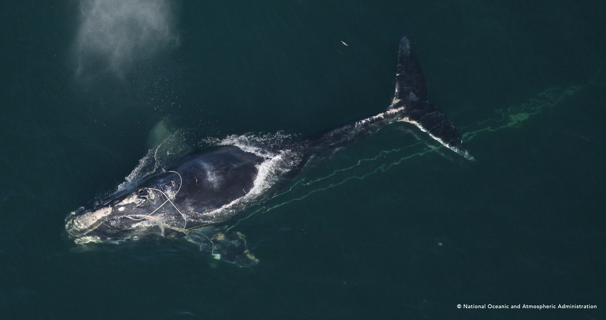 Entangled North Atlantic right whale © National Oceanic and Atmospheric Administration